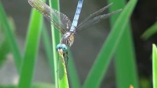 JVC GZ-HM1 Tele Macro / 64X Digital Zoom Mode Test