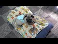 本当の「お手」は、どっち？　犬から見て右？左？ 『おまめ日記』pug comedy videos from japan