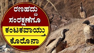 ರಣಹದ್ದು ಸಂರಕ್ಷಣೆಗೂ ಕಂಟಕವಾಯ್ತು ಕೊರೊನಾ | 'Jatayu Project' For Eagle Protection In Ramanagara