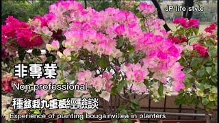 Non-professional/Experience of planting bougainvillea in planters 非專業／種盆栽九重葛經驗談 #flowers #plants