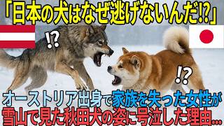 「日本の犬は何かおかしい...」秋田犬が世界でサムライと呼ばれるようになった理由【海外の反応】