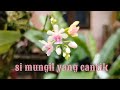 Anggrek bulan phalaenopsis kingidium deliciosa,miniature orchid