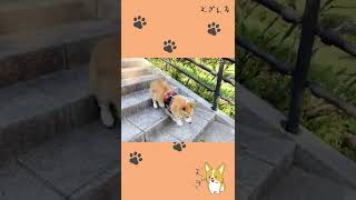 【階段】短足が階段を上がる姿が可愛すぎた【コーギー犬】 #Shorts