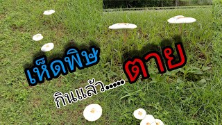 เห็ดพิษ กินแล้วตาย ควรรู้ไว้ Ep.26