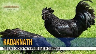 Kadaknath: The black chicken that changed lives in Dantewada