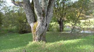 Uz kalna stāv vientulis ozols - The Lonely Oak on the Hill