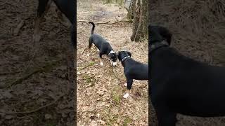 Entlebucher Sennenhund beim spielen im Wald. Beagle Buddy ist als Gast auch mit.