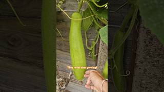 Massive Bottle Gourds aka Dudhi