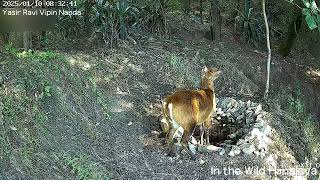 Himalyan Waterhole | This kaker spent  almost 1.3 minutes near the Waterhole #himalayanwildlife