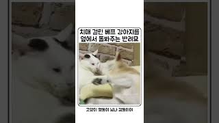 치매 걸린 강아지 돌보는 냥이 ㅠㅠ