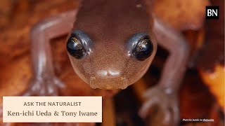 Bay Nature Ask the Naturalist: Ken-ichi Ueda & Tony Iwane