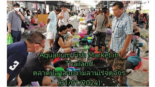 Aquarium​ Fish​ Market​ in​ Thailand​ (ตลาด​ปลา​สวยงาม​ลาน​เร่​จตุจักร)​🐟31/01/2024​