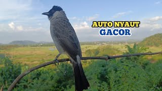 Suara Burung KUTILANG GACOR Ini Ampuh Untuk Suara Panggilan, Kutilang Lain Auto Bunyi dan Gacor