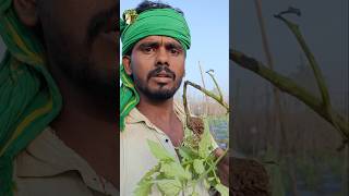 தக்காளி செடி எல்லாம் போச்சுப்பா 🥺 #tomato #farmerslife #plants #damage #sad  #tamil #ungal-vivasayi