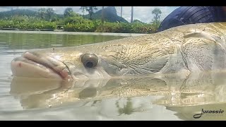 A surprise arapaima whilst carp fishing in Thailand