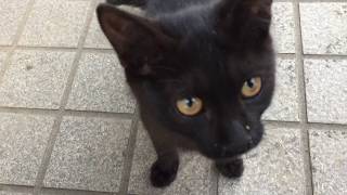 実家の懐かない子猫がなんだか懐いてきた