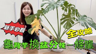 新手友好龜背芋換盆｜分株｜上柱｜一條龍全教學全攻略