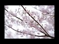 赤城南面千本桜2024年4月11日