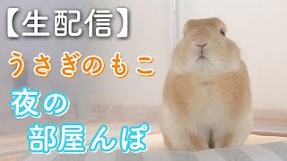 うさぎのもこくん！夜の部屋んぽ生配信！