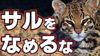 マーゲイのサル捕獲作戦が凄すぎる