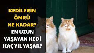 Kedilerin Ömrü Ne Kadar? En Uzun Yaşayan Kedi Kaç Yıl Yaşar?