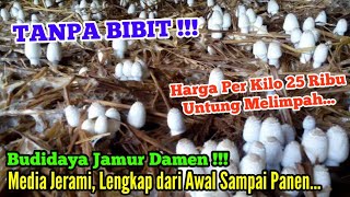 Tanpa Bibit !!! Cara Budidaya Jamur Damen, Untung Melimpah...