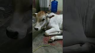 Ongole calf ## sweet corn channel##