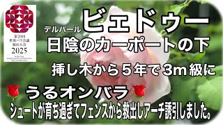 🌹うるオンバラ🌹ビェドゥーちゃんはズコット挿し木でそのまま5年間植え替え無しで育ちました。昨年はサイドシュートがフェンスを突き抜けて成長しました。フェンスから抜き植え替えし新たなアーチに誘引します