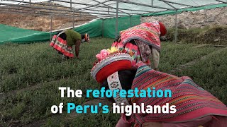 The reforestation of Peru's highlands