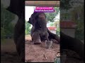 elephant funny cute ช้างน่ารัก ขอบคุณที่ติดตาม ช้างน้อย มองนานๆ comedy funnyvideo status