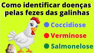 Como identificar doenças pelas fezes  das galinhas