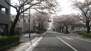 熊本市南区『平成さくら通り』※画面酔い注意※