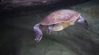 周南市徳山動物園 パーカーナガクビガメ 230702