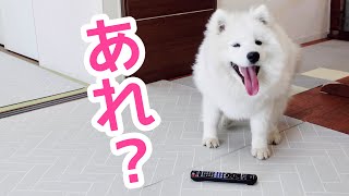 誰も反応しない！いたずらが空振りしたサモエドが可愛い samoyed