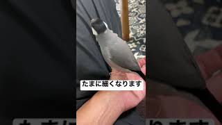 文鳥ってたまにシュッと細くなりませんか？Java sparrow