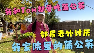 美国生活#中美跨国婚姻# 中美夫妻#我和Tom都爱吃蒲公英，邻居老外讨厌我家院里的蒲公英