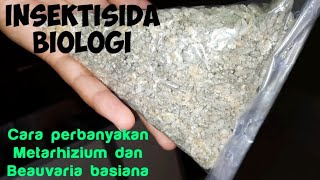 CARA PERBANYAKAN METARHIZIUM DAN BEAUVARIA BASIANA | INSEKTISIDA BIOLOGI DENGAN MEDIA BERAS