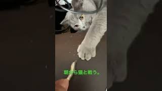 留守番が嫌な猫が棚に隠れてるので煮干しで誘導。ブリティッシュショートヘアあんず。#cat    #catvideos  #ねこ