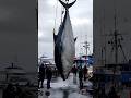 Massive Tuna Fish Catch |#shorts#foryou