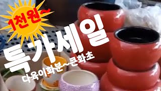 [일상61]화분판매 특가세일 화분싸게파는곳 1천원부터 부산화훼단지