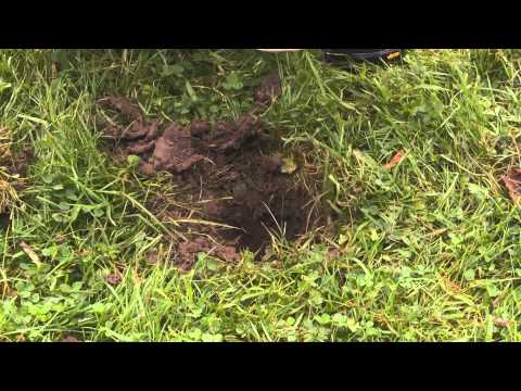 Pitfall Traps Pitfall Traps