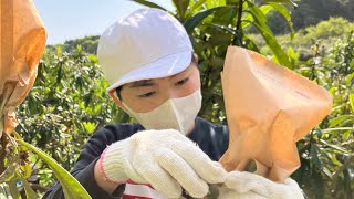 小学生がビワの袋かけを体験　大分市田ノ浦地区