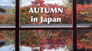 Autumn Leaves Season in Japan Beautiful Koyo【Feel × Autumn】