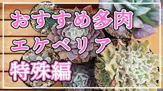 【多肉植物】おすすめのエケベリアをご紹介します。今回は個性的で美しく面白いエケベリアです！