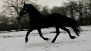 cheval frison tjitske.AVI