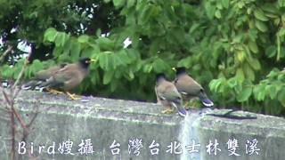 四隻家八哥對話-台北士林雙溪-洪惠璟攝-20100124.mpg