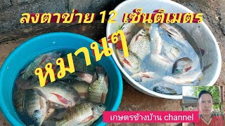 ลงตาข่าย 12 เซ็นติเมตร หมานๆ