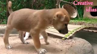 Rescue Abandoned Puppies Building Mud House Dog And Fish Pond For Red Fish J0 R 2019