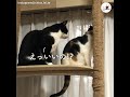 ペロペロの許可がもらえた😸 喜ぶ猫さんだったけど、すぐに拒否されて…💦【peco tv】