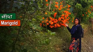 বিনা সারে অজস্র গাঁদা ফুল ও মন ভুলানো প্রকৃতি || Countless marigolds \u0026 mind-blowing nature || Ripa